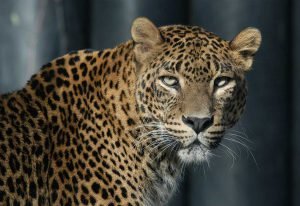 leopard in yala national park
