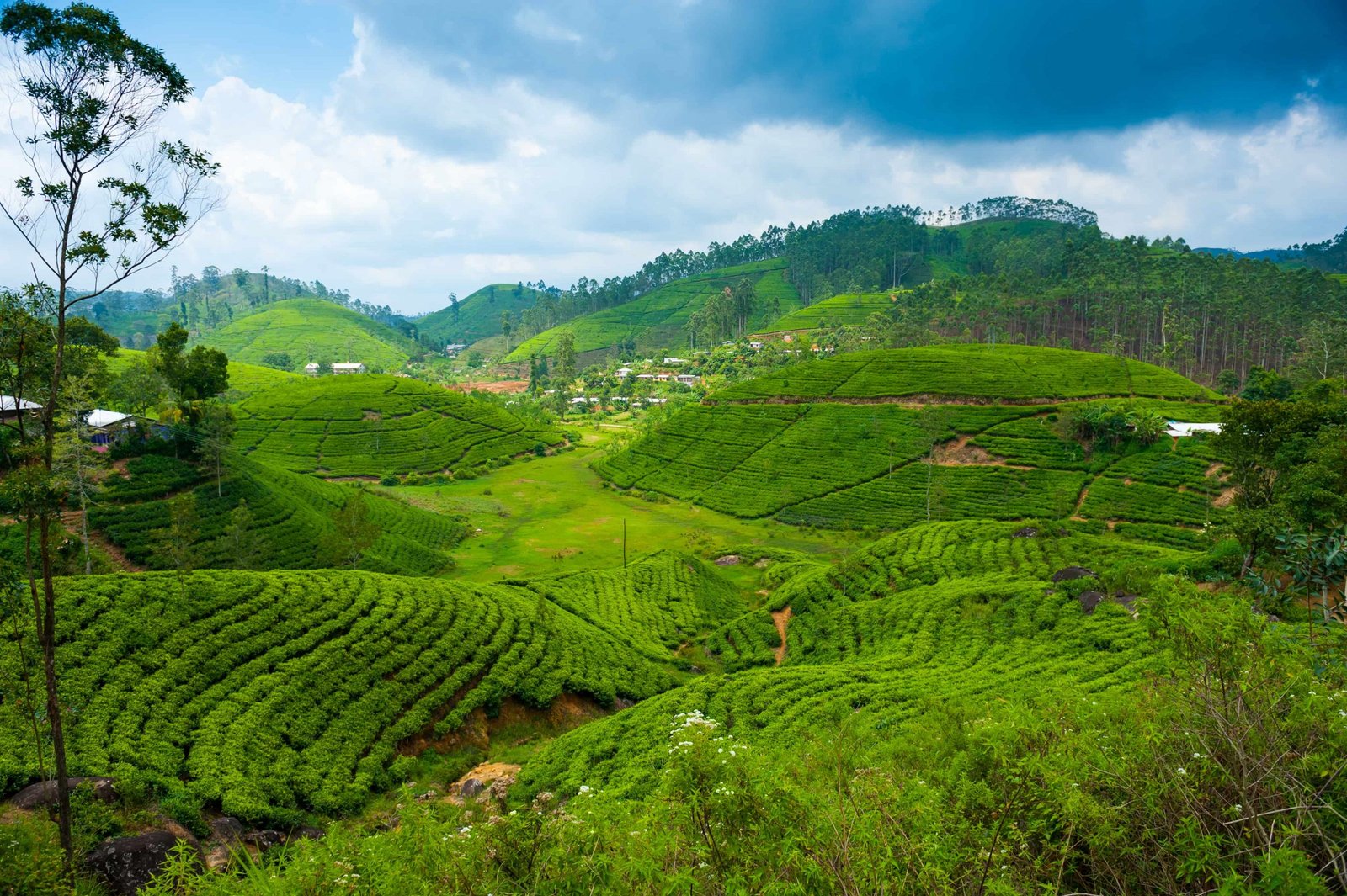 Шри ланка какая азия. Остров Цейлон чайная плантация.. Шри Ланка чайные плантации. Остров Цейлон Шри Ланка. Шри Ланка чайная плантация чайная фабрика.